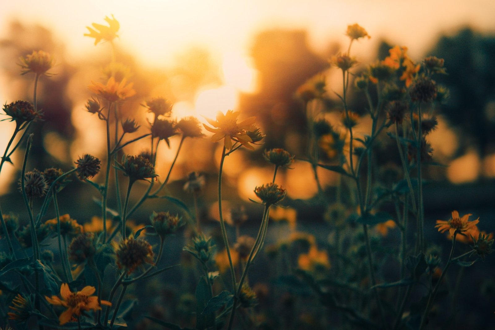 Yellow Flowers