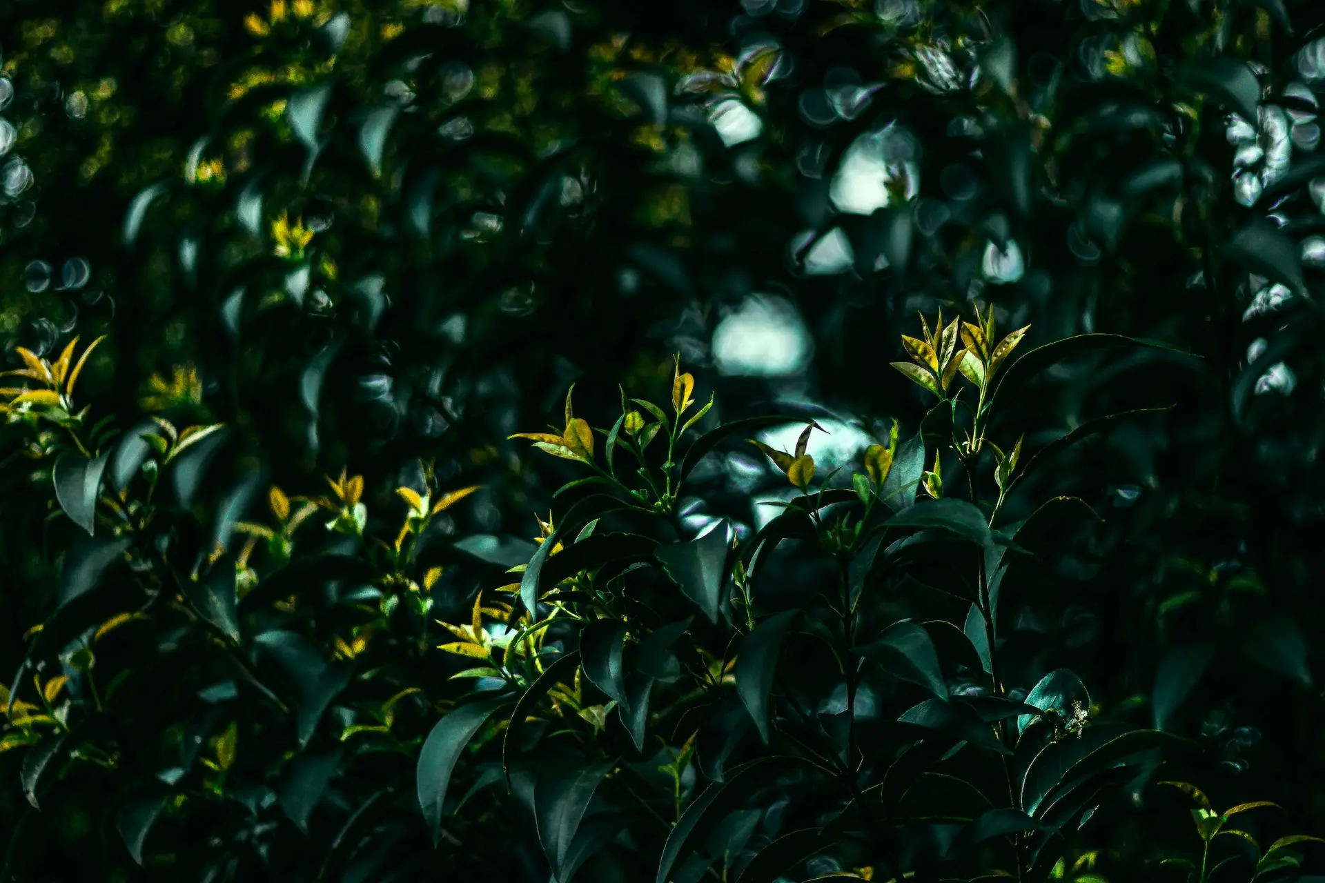 Arbuste de patchouli par kayssoun